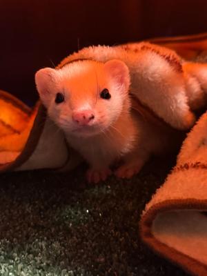 e2dc9bd2-3ef1-4953-8e55-7ee9a82658a6