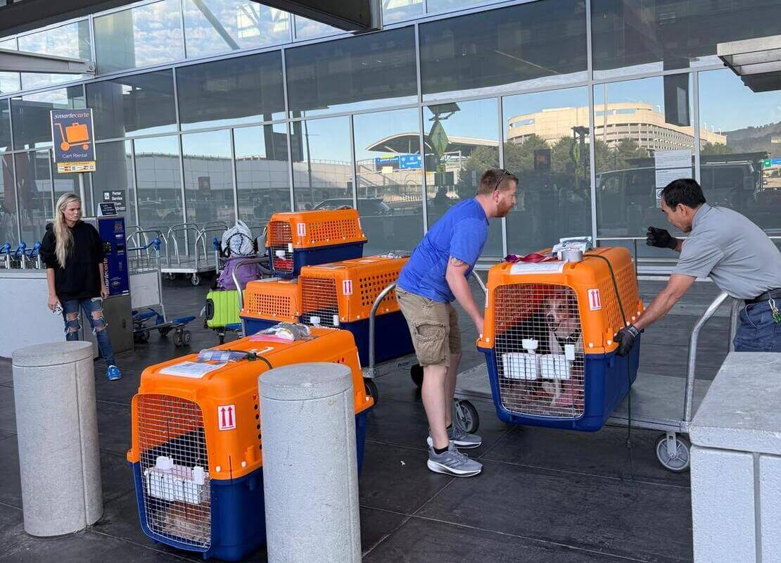 International Pet Relocation to Japan from USA