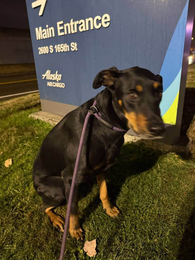 Kilo the dog outside the Alaska Air Cargo main entrance sign at Seattle-Tacoma airport at night before departure