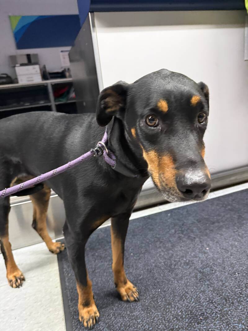 Close-up of Kilo the dog on a leash during check-in at the Alaska Air Cargo facility