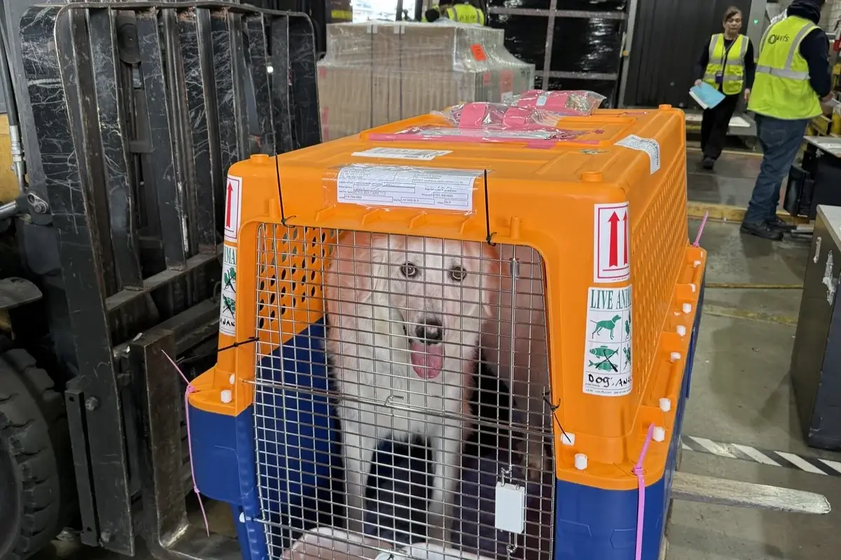 International Dog Transportation LAX to India