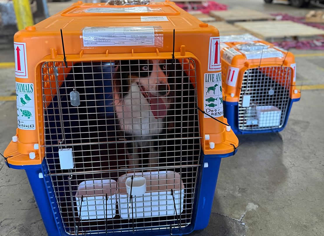 Crate Guidelines for Pet Travel