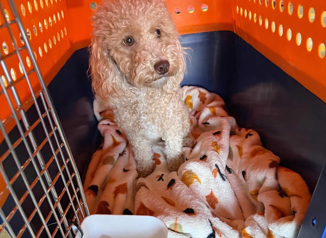 Crate Training Your Dog for Travel