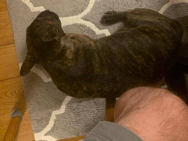 Dog reunited with family at home