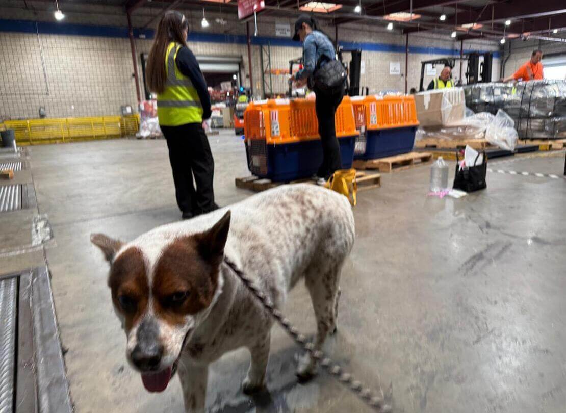 EU pet import regulations 2026