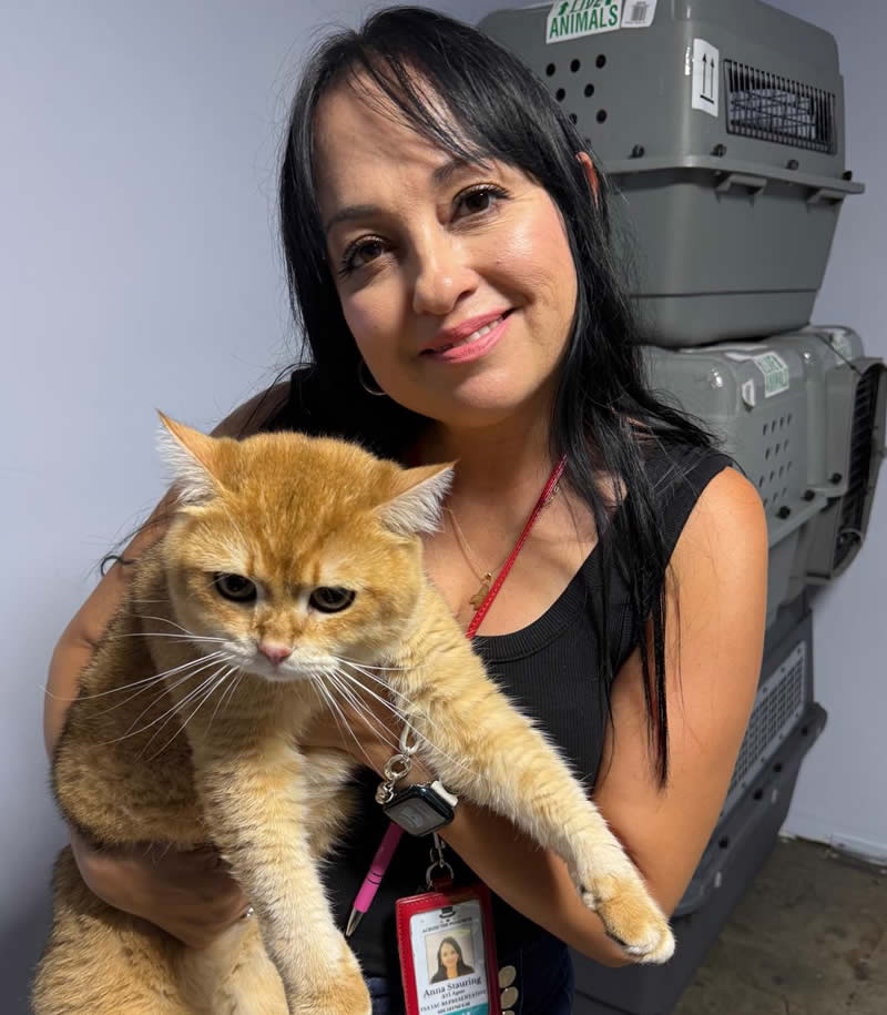 International pet move cat