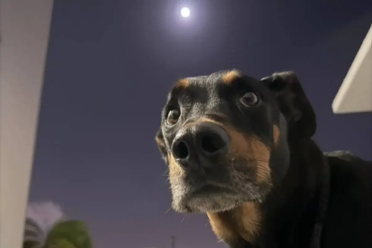 International Pet Relocation to Puerto Rico