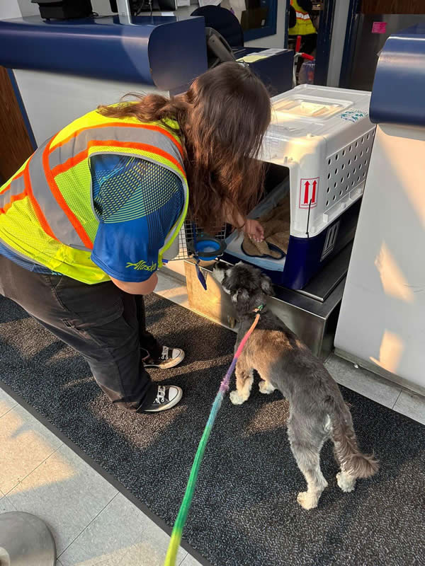 Experienced international pet shipping team