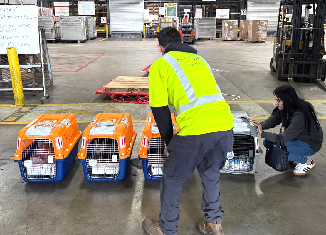 international pet transport