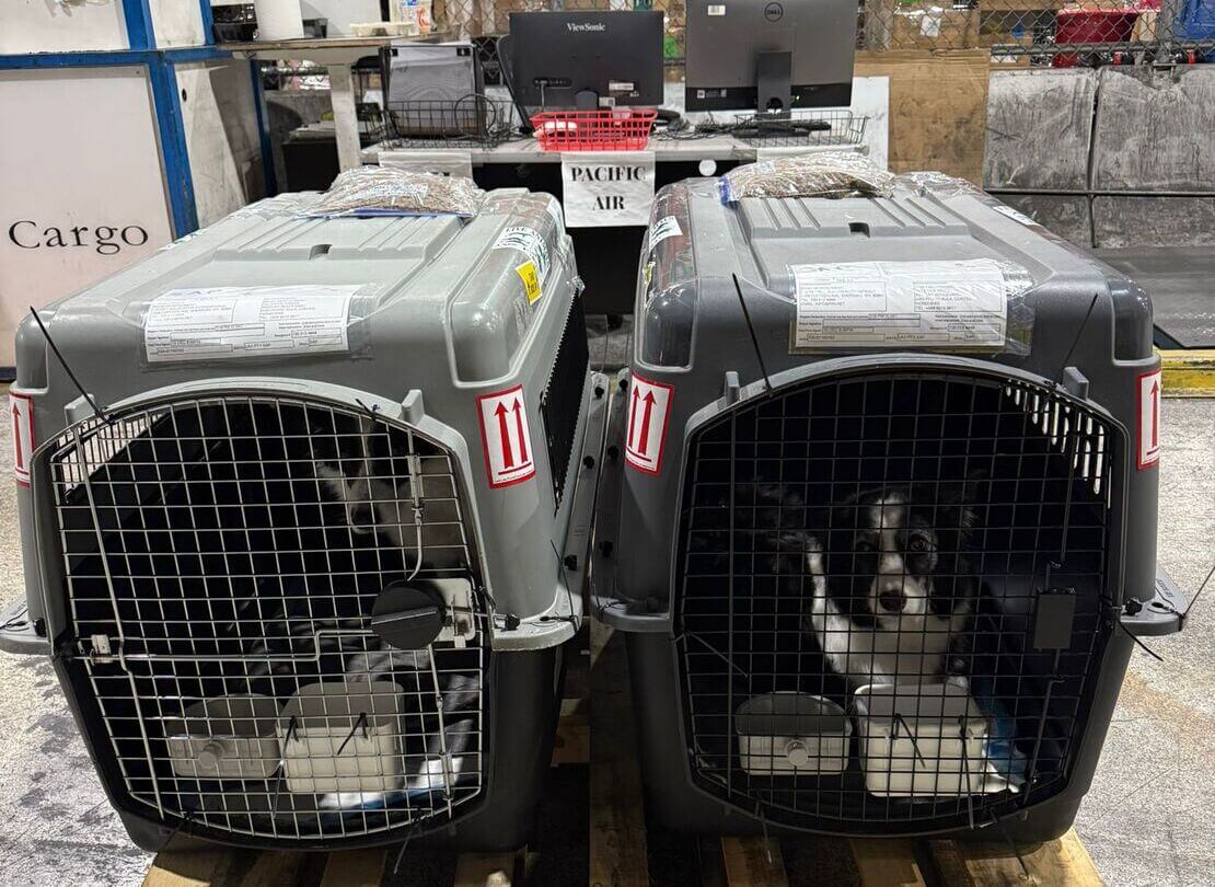 International pet travel