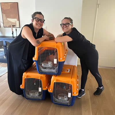 Kittens traveling LAX to New Zealand Pet Transportation