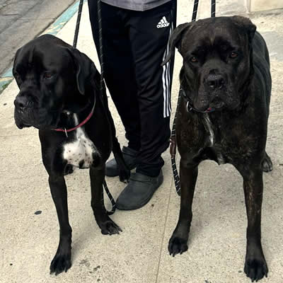 Mora & Zita flying to Singapore LAX international Pet Transportation Services