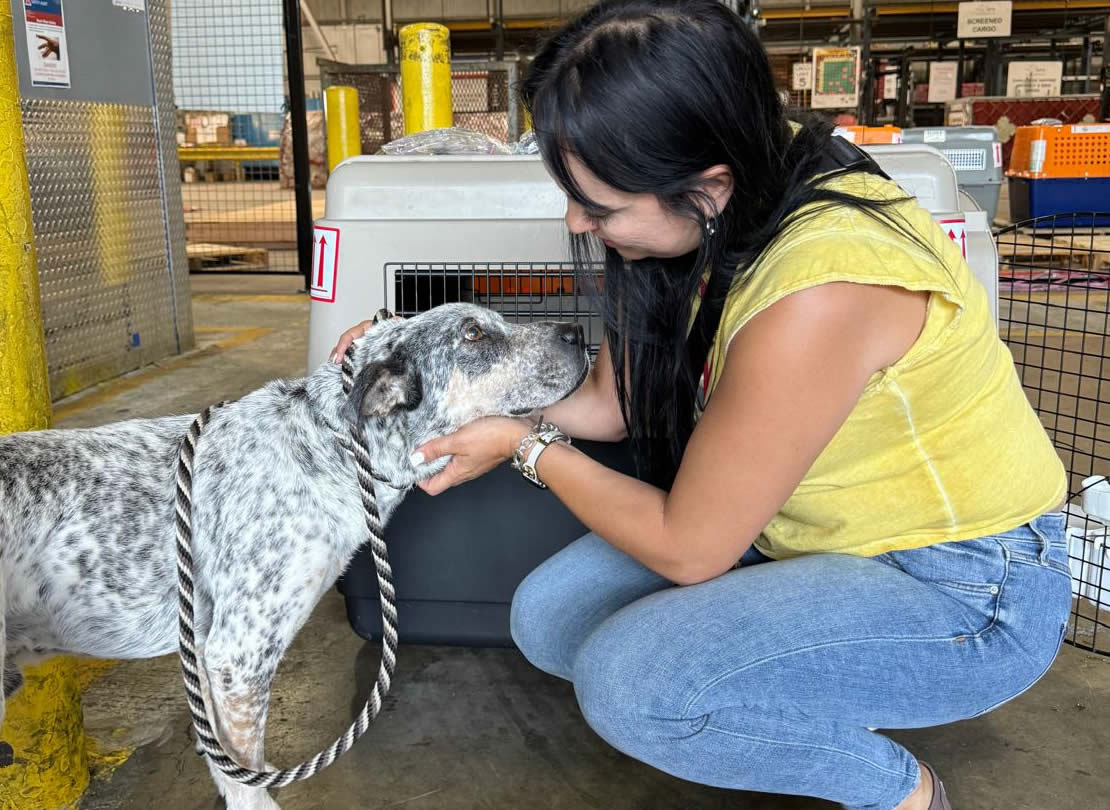 International pet shipping LAX