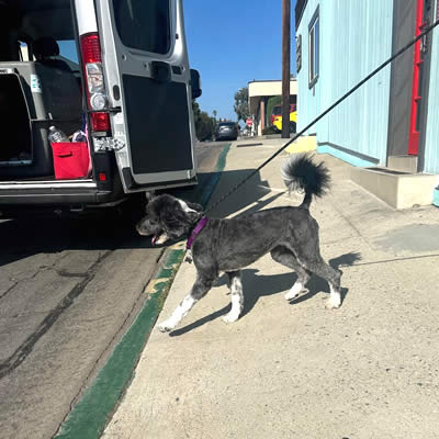 Noodle flying Los Angeles to Amsterdam Pet Transport