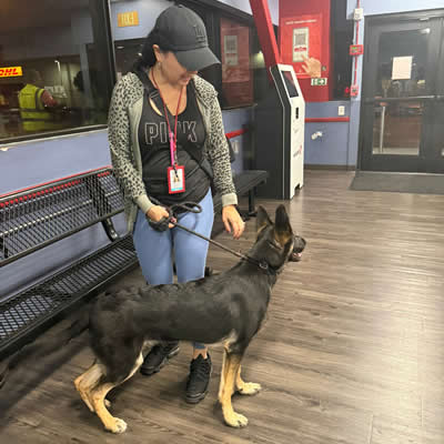 Riley flying Los Angeles to Hawaii Pet Transport Services