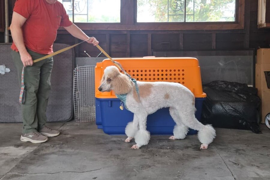 Lucy during her professional crate fitting appointment in Seattle before her move to Panama
