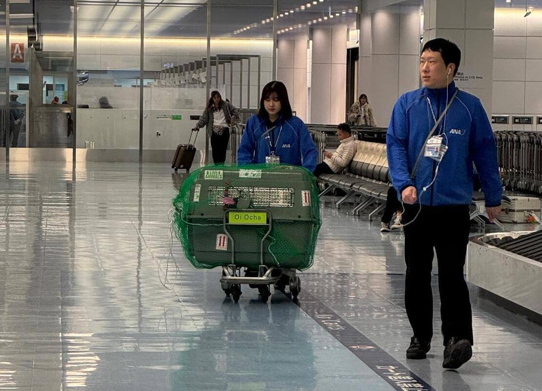 Shipping pets from the USA to Japan, Thailand and other Asian countries &mdash; regulations and tips