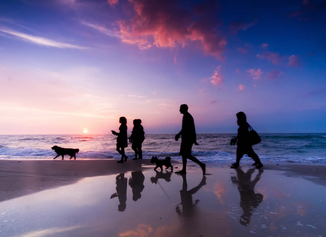 travel with pets