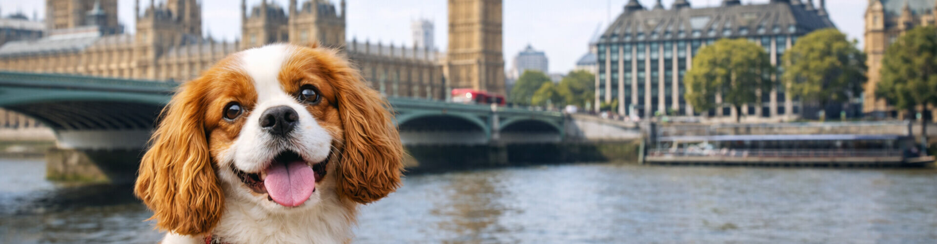 Pet shipping to UK