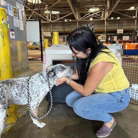 Dog Transportation Services Domestic and International Pet Shipping