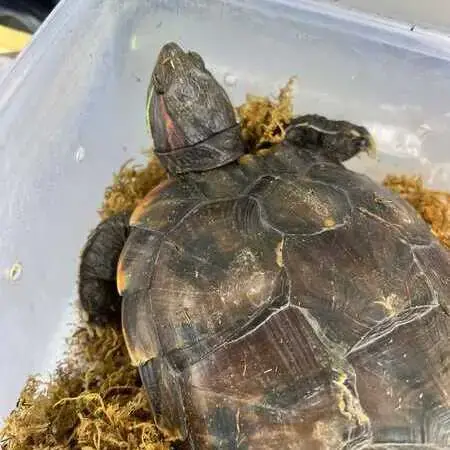 Exotic Pet Shipping Transportation Services