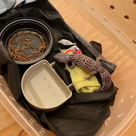 Exotic Pet Shipping Services