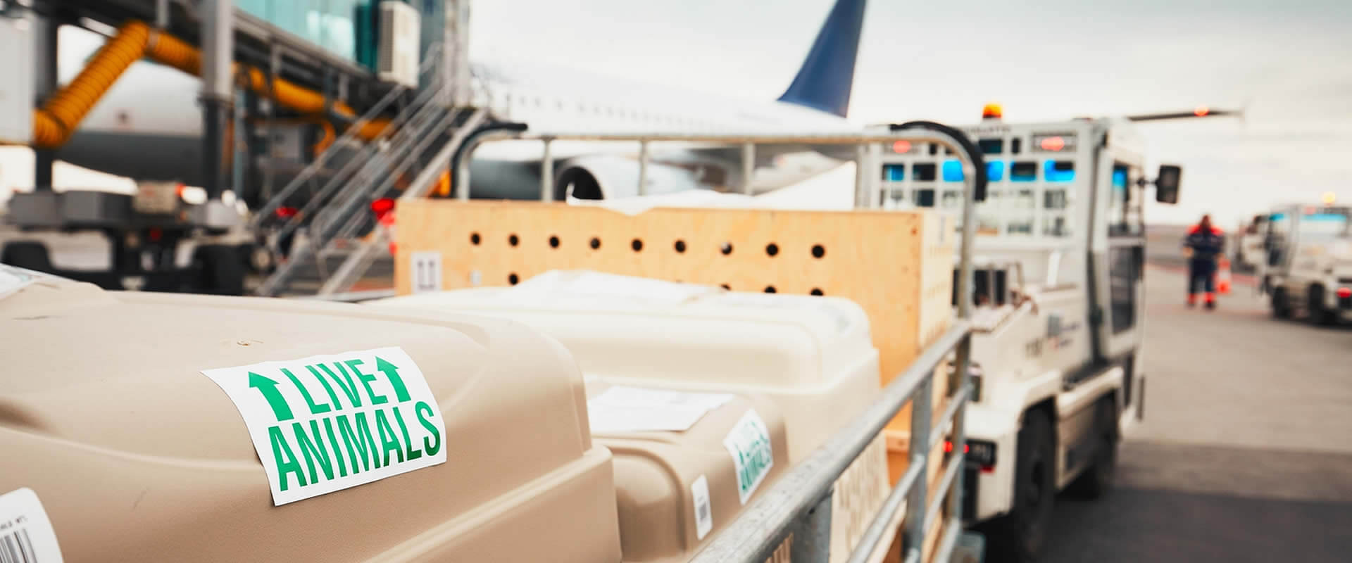 Expert International Pet Travel