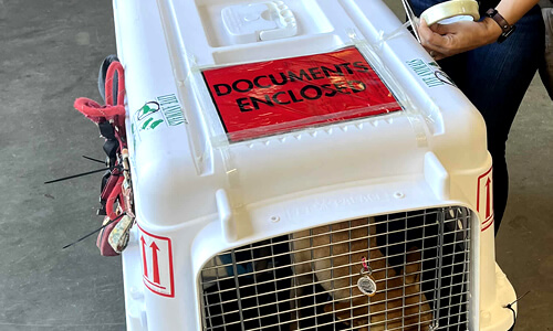 Pet import and export documentation support