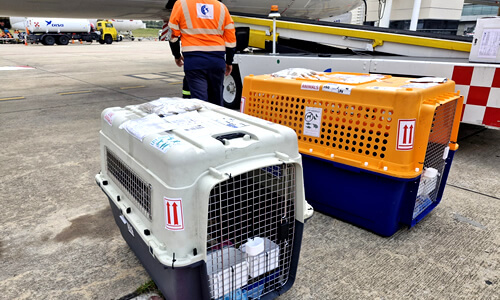 International pet shipping from the USA