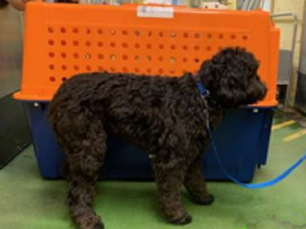 Dog in Crate