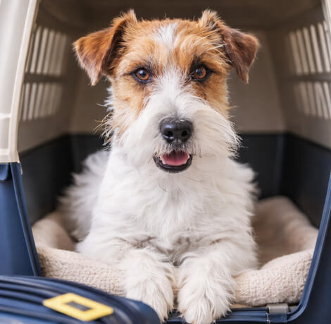Pet Transportation
