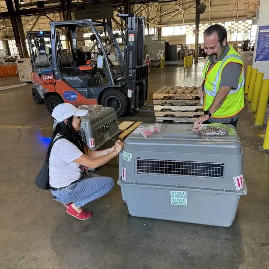 Across The Pond Pets travel agent securing a pet crate labeled Live Animals at the airline cargo terminal