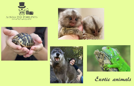 Exotic Animal Shipping Services