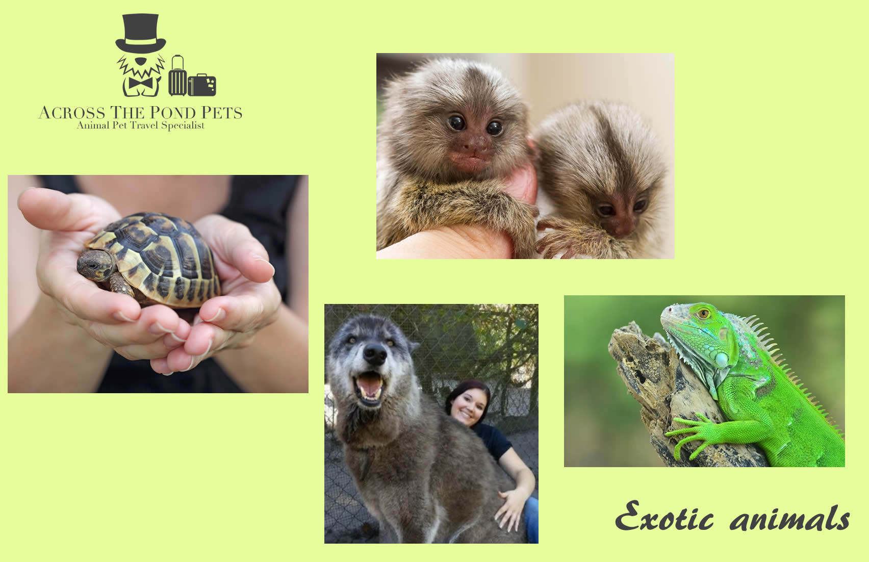 Exotic Animal Transport Services