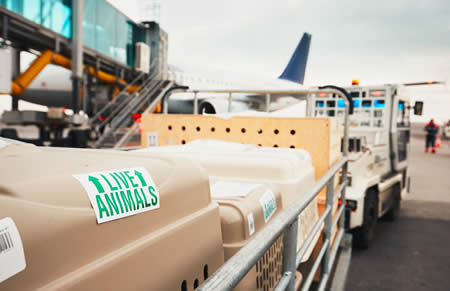 Live Animal Shipping