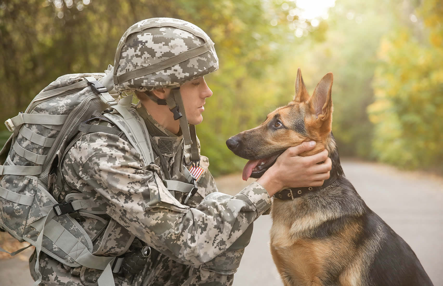 Military pet shipping